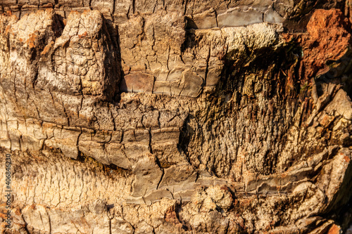 Palm tree bark texture for background