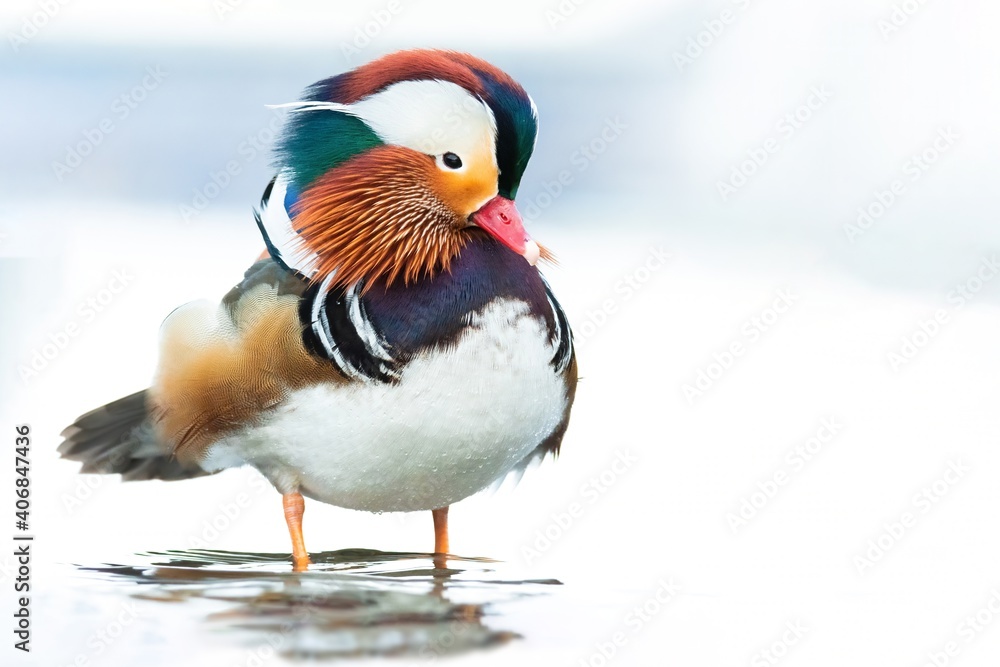 Mandarin duck (Aix galericulata), with the beautiful white coloured water surface. Beautiful duck with colourful feathers from the river in the morning mist. Wildlife scene from nature, Czech Republic Mandarin duck (Aix galericulata), with the beautiful white coloured water surface. Beautiful duck with colourful feathers from the river in the morning mist. Wildlife scene from nature, Czech Republic
