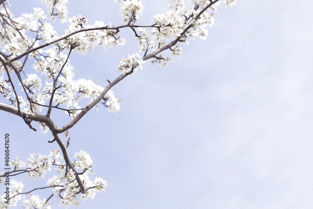White Cherry Blossoms on Tree Branch with Sky Background White Cherry Blossoms on Tree Branch with Sky Background