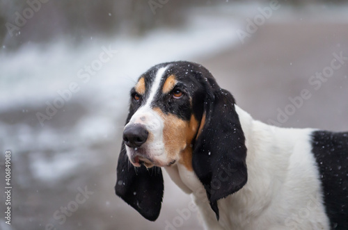 headshot of hunting dog of sort Ariégeois outside in the snow