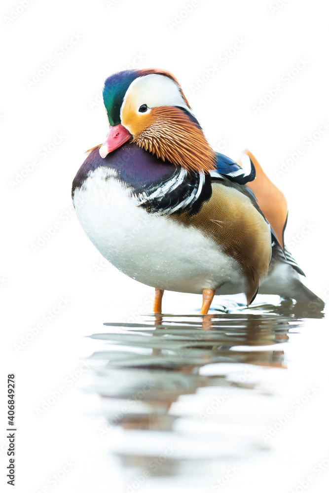 Mandarin duck (Aix galericulata), with the beautiful white coloured water surface. Beautiful duck with colourful feathers from the river in the morning mist. Wildlife scene from nature, Czech Republic Mandarin duck (Aix galericulata), with the beautiful white coloured water surface. Beautiful duck with colourful feathers from the river in the morning mist. Wildlife scene from nature, Czech Republic