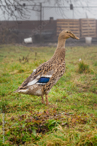 Duck male runner in the garden.