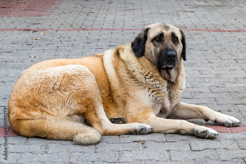 Close up of Anatolian Shepherd or Kangal Shepherd dog photo