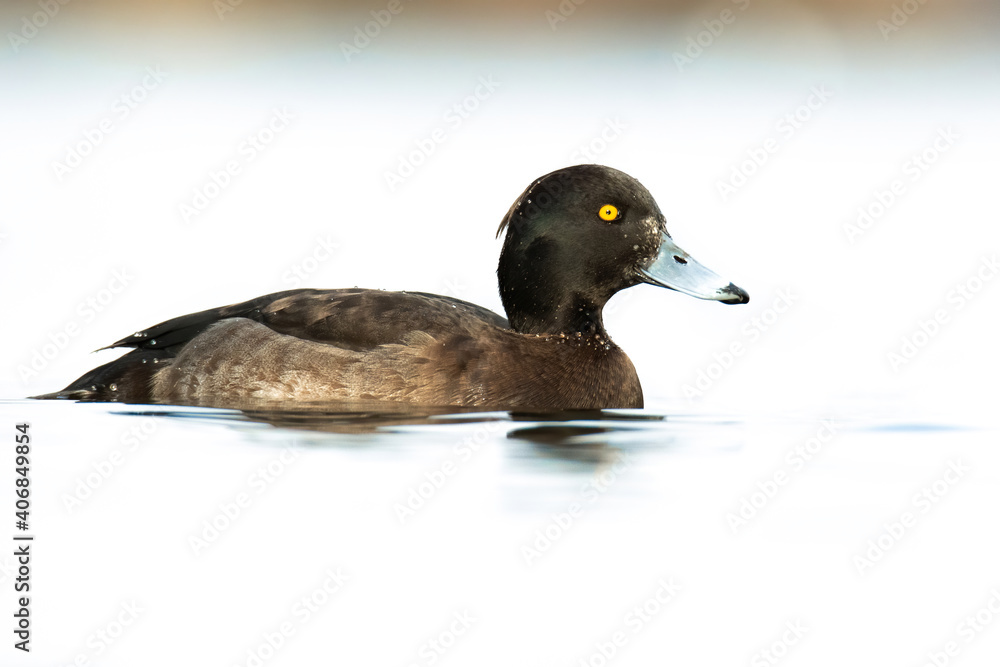 Obraz premium Tufted duck (Aythya fuligula), with the beautiful white coloured water surface. Beautiful brown duck from the river in the morning mist. Wildlife scene from nature, Czech Republic
