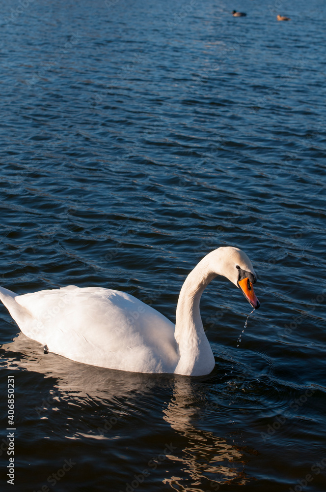 Obraz premium A white majestic swan floats in front of a wave of water. Young swan in the middle of the water. Drops on a wet head.