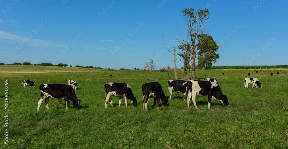 Cattle in Argentine countryside,La Pampa Province, Argentina. Cattle in Argentine countryside,La Pampa Province, Argentina.