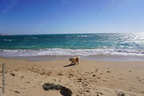 Dog Enjoying Beach Sand