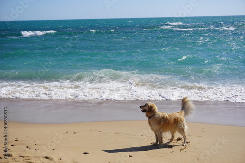 Dog Enjoying Beach Sand
