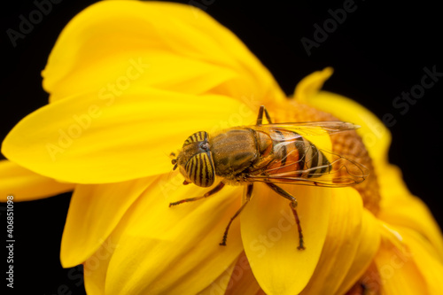 Bee macro isolated on flower Package design element