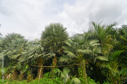 Fototapeta Naklejka Na Ścianę i Meble -  Palm trees against blue sky, Palm trees at tropical coast, vintage toned and stylized, coconut tree,summer tree ,retro