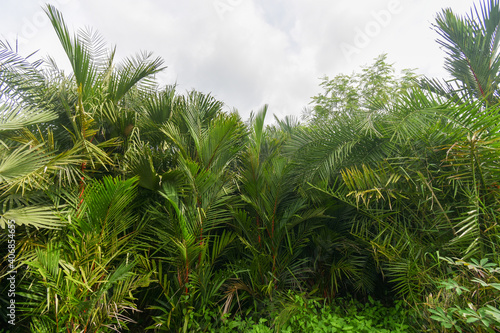 Palm trees against blue sky  Palm trees at tropical coast  vintage toned and stylized  coconut tree summer tree  retro