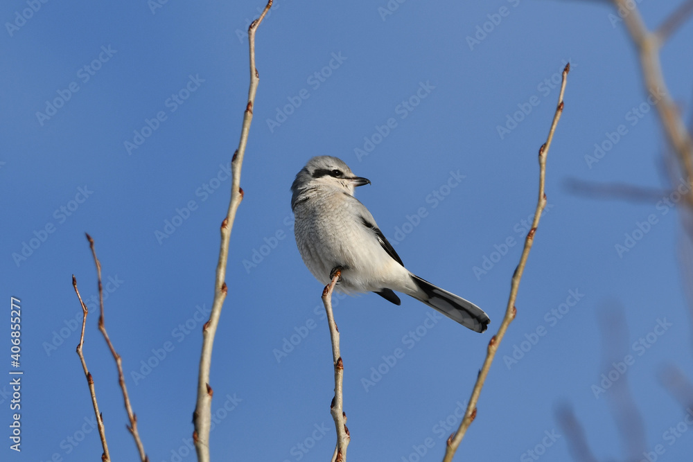 Northern Shrike Northern Shrike