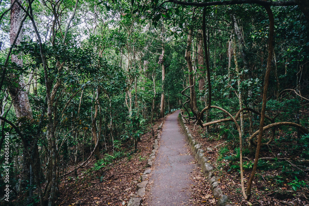 Fototapeta premium Burleigh headland bush walk