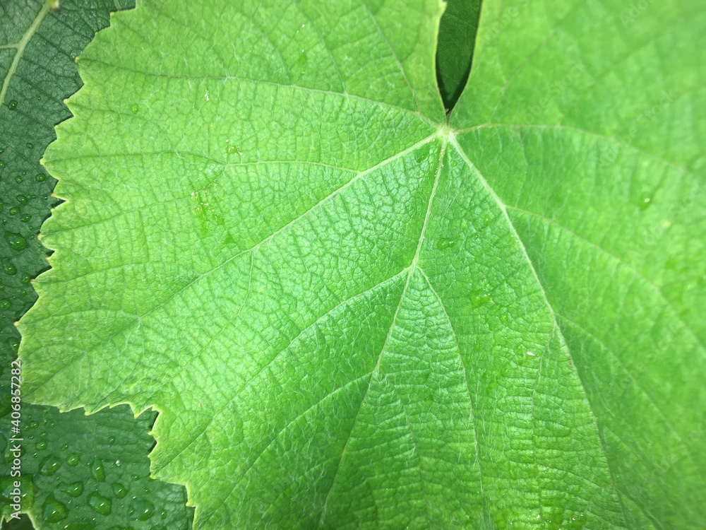 close up of green leaf close up of green leaf