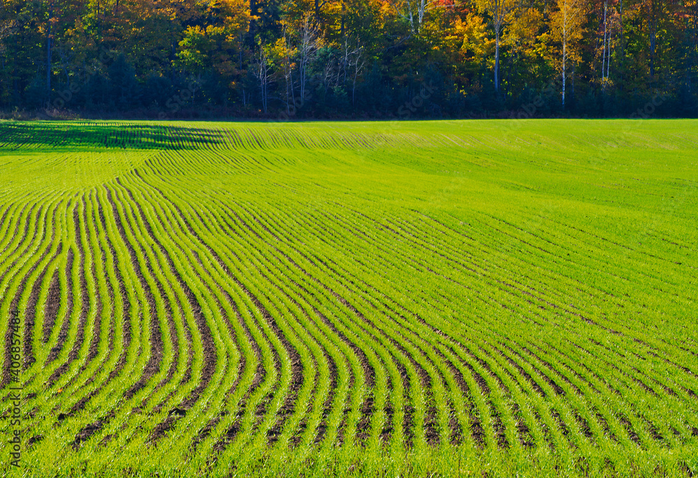 581-72 Winter Wheat