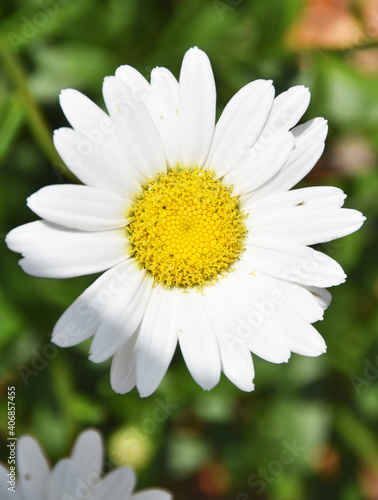 One Daisy