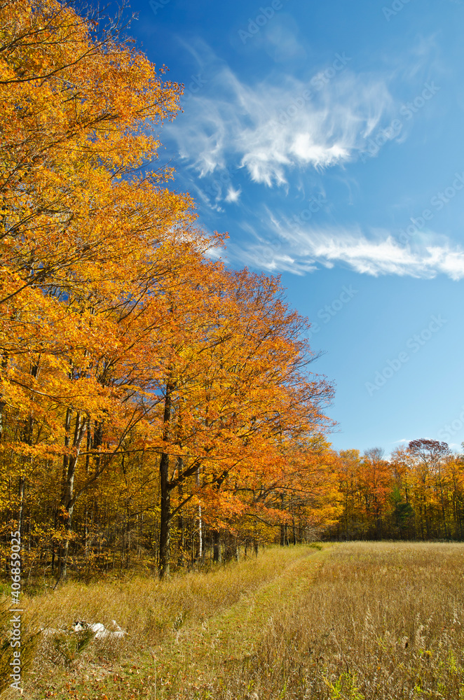 Fototapeta premium 581-91 Newport State Park Fall Pasture