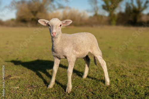 lamb in a meadow looking ahead