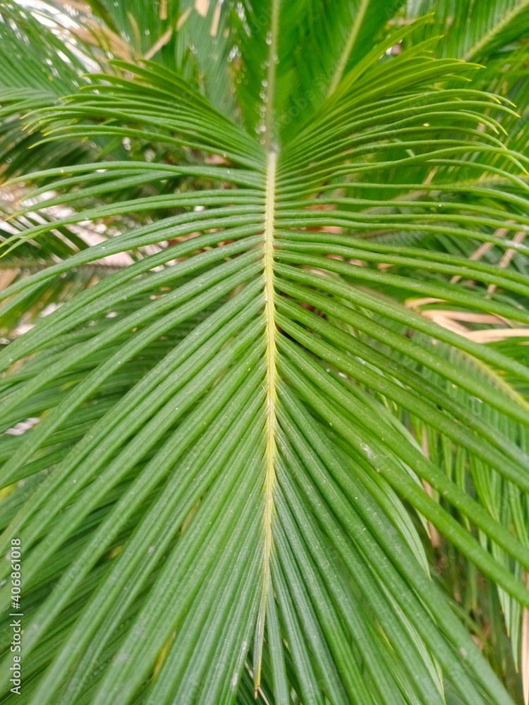 Beautiful picture of palm leave Beautiful picture of palm leave