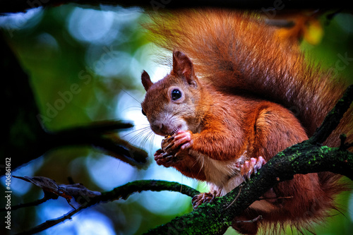 wiewiórka na drzewie  © Dariusz Grochal 