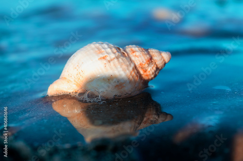 Seashell washed up on the shores of the sea