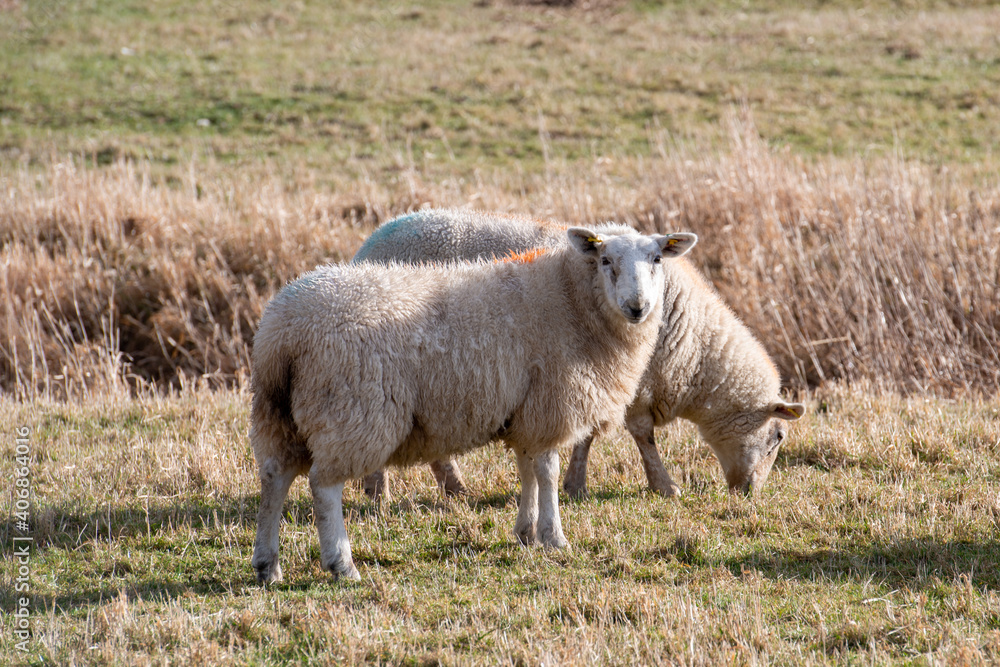 Obraz premium Two large woolly sheep grazing in an enclosed pen in a farmer's field. Two sheep are side on to the camera and one sheep is staring at the camera. The field is filled with grass and there's a wood 