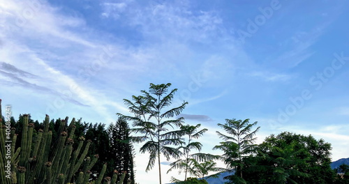Órganos con tunas y árbol de Jacarandas con fondo de cielo azul photo