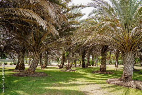 Palm Trees in the Park