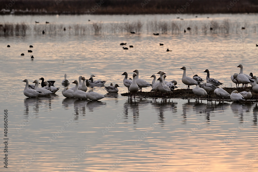 Snow Geese - Sacramento NWR