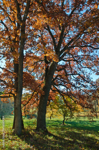 582-07 Autumn Oaks © Hank Erdmann