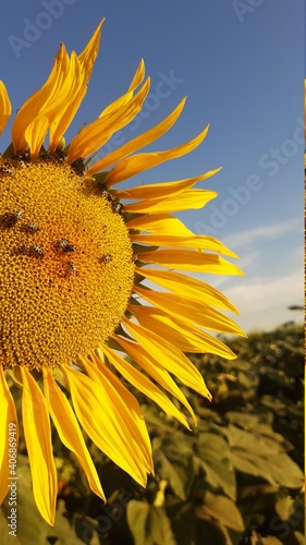 sunflower and bee