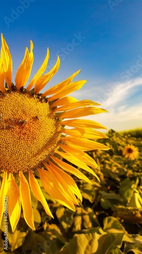 sunflower against blue sky