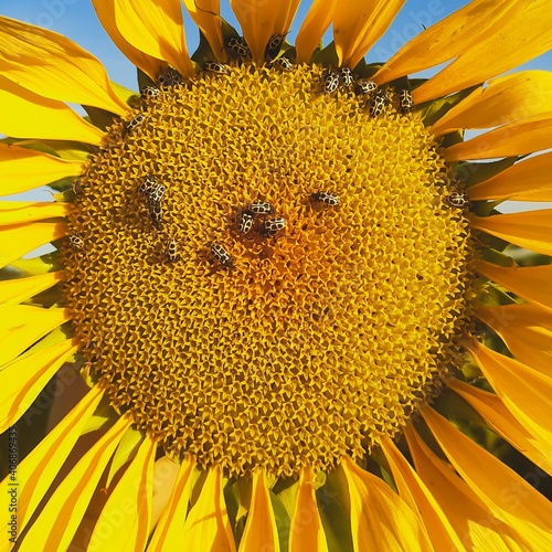 sunflower and bee