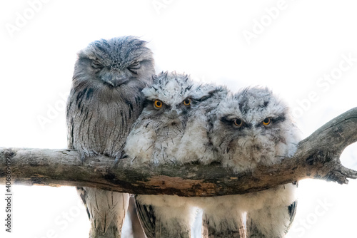 Bilde på lerret Tawny Frogmouth family cuddled up