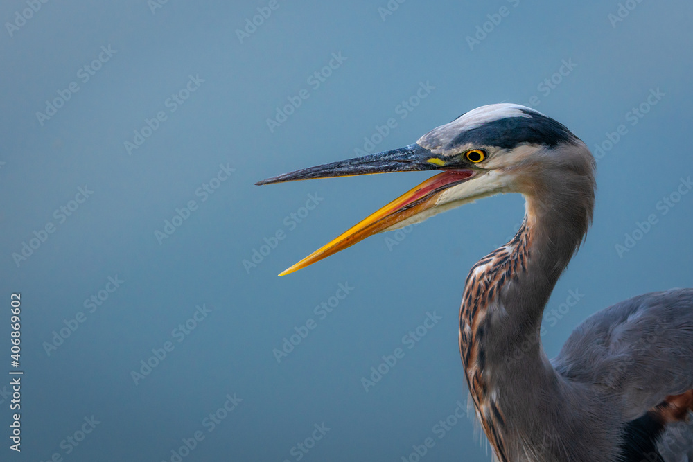 Fototapeta premium great blue heron