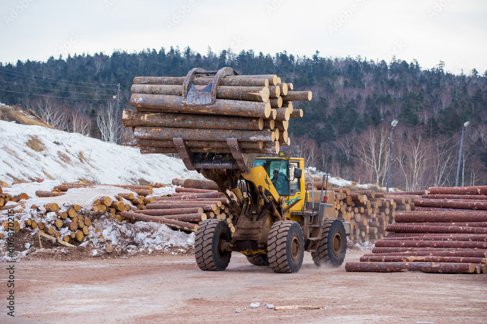 Open-air timber warehouse. A loader transports an armful of felled logs ...