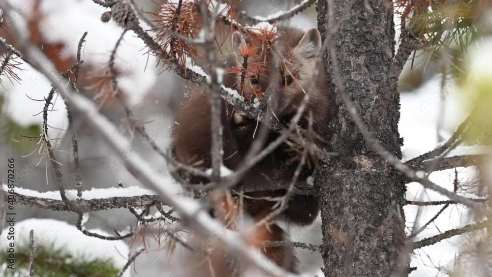 American marten in the Canadian wilderness American marten in the Canadian wilderness