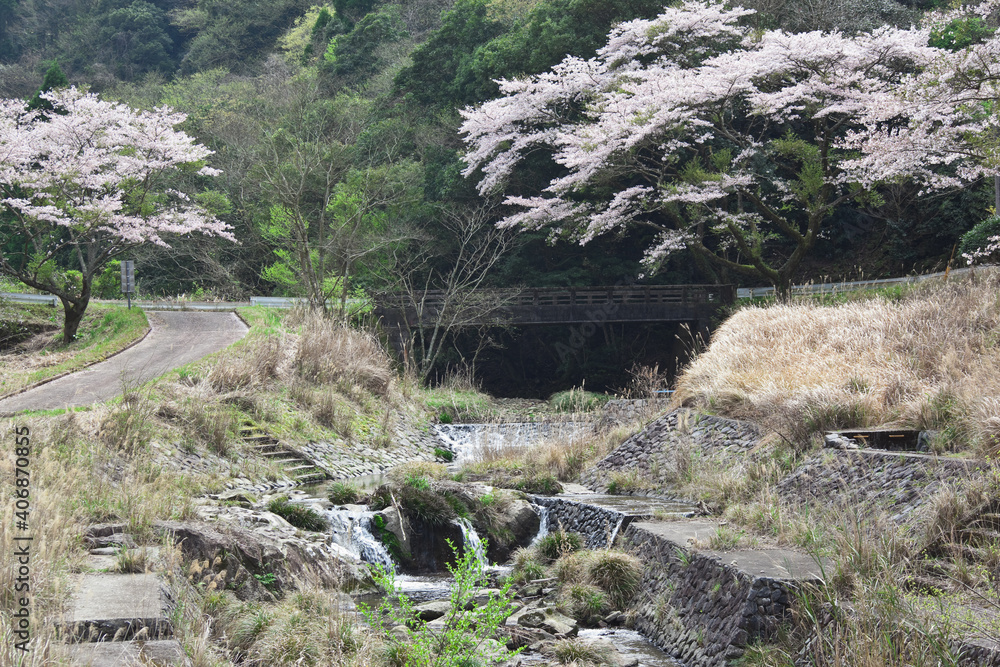 Obraz premium 入来清浦ダム周辺の山あいに咲く桜 