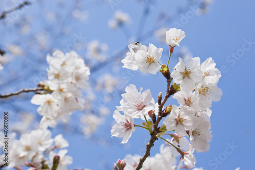 国分城山公園　青空を背景に桜	