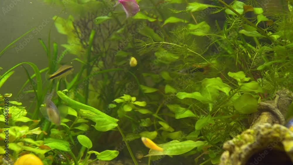 Aquarium fish swim in the aquarium Aquarium fish swim in the aquarium