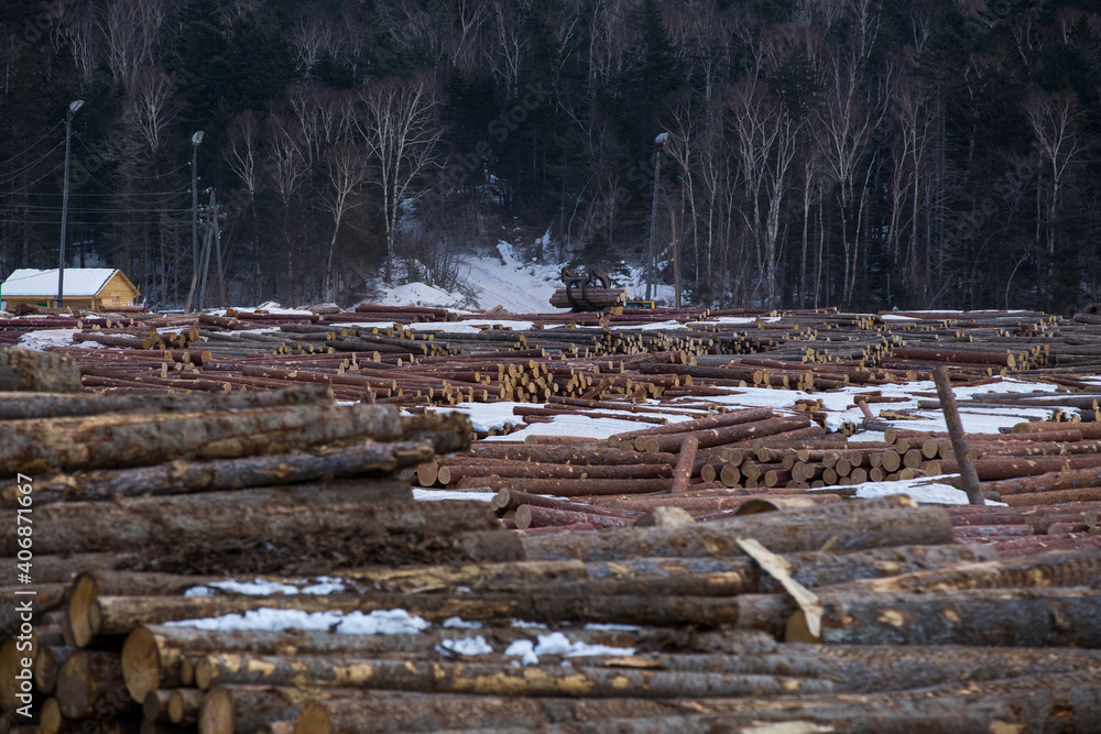 View from above. Open-air timber warehouse. Many felled logs are stacked neatly in a large pile in an open warehouse with the sea in the background. Seaport with felled timber.