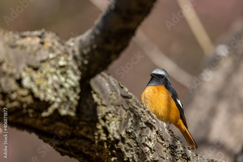 Wallpaper Mural ジョウビタキ Torontodigital.ca