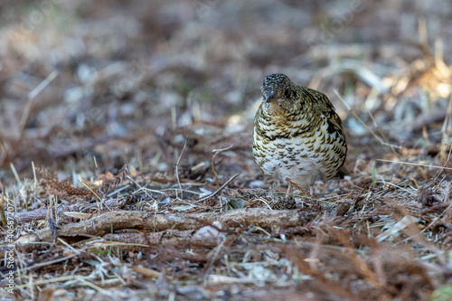 Wallpaper Mural トラツグミ Torontodigital.ca