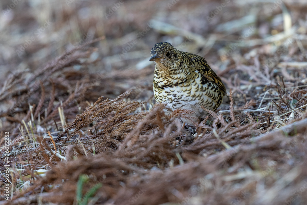 custom made wallpaper toronto digitalトラツグミ