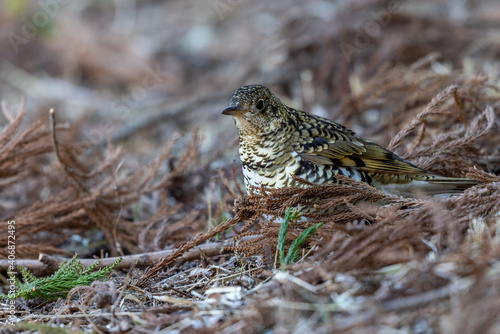 Wallpaper Mural トラツグミ Torontodigital.ca