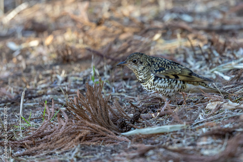 Wallpaper Mural トラツグミ Torontodigital.ca