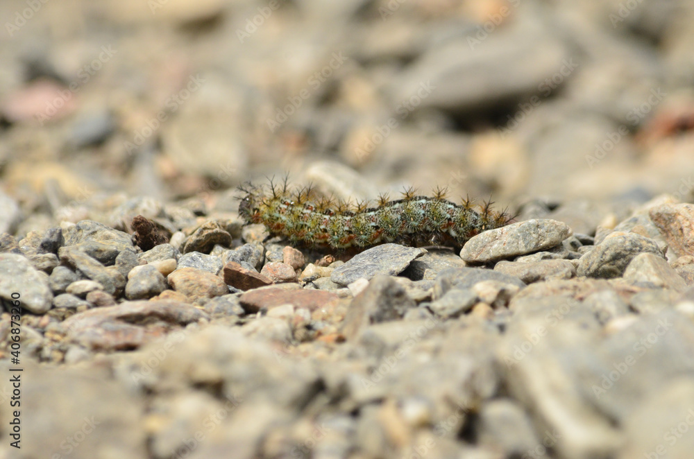 caterpillar with selective focus on the stones caterpillar with selective focus on the stones