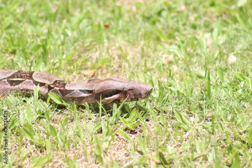 large constrictor snake in the grass