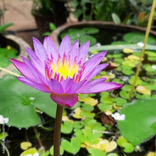 pink water lily in the pond.