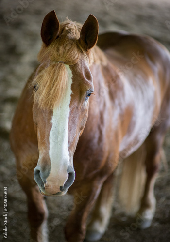 Large clydesdale horse in an indoor arean photo